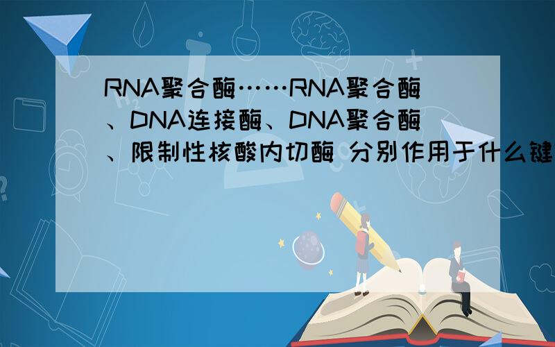 RNA聚合酶……RNA聚合酶、DNA连接酶、DNA聚合酶、限制性核酸内切酶 分别作用于什么键?（氢键?磷酸二酯键?还是都有?还是只是催化作用?）